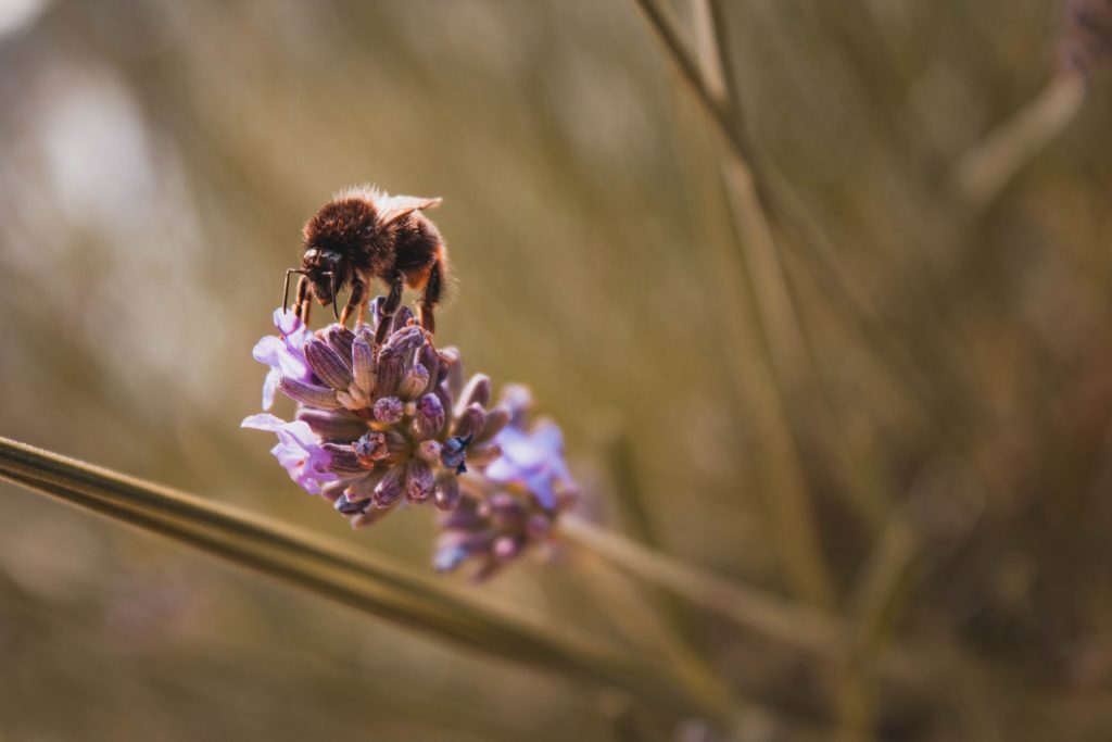 abeille occupée