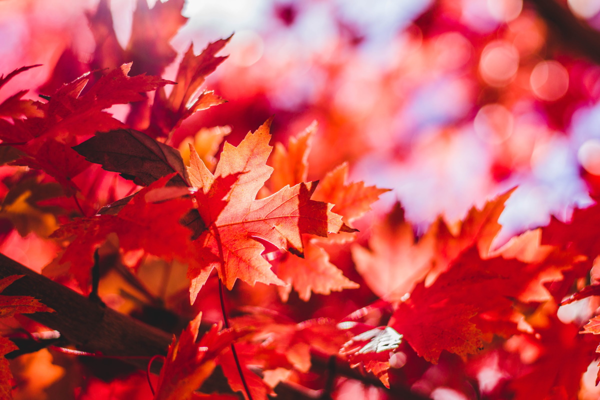 August Newsletter - Autumn Leaves