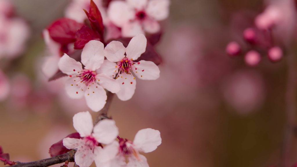 Le printemps