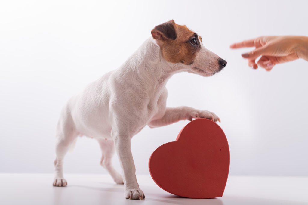 Adoption d'un chien pour la Saint-Valentin